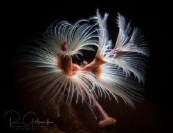 Portrait of a Magnificent Tube Worm, Weda Bay, Halmahera ... by Richard Goluch 